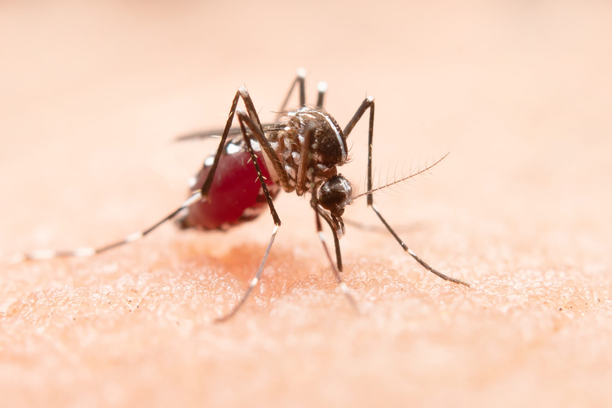 Tubarão Alerta: Focos do mosquito da dengue ultrapassam 600 e acendem alerta sanitário