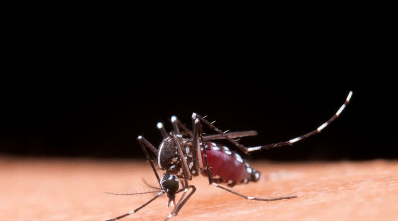 Focos do mosquito transmissor da dengue passam de 390 este ano em Tubarão - Prefeitura de Tubarão
