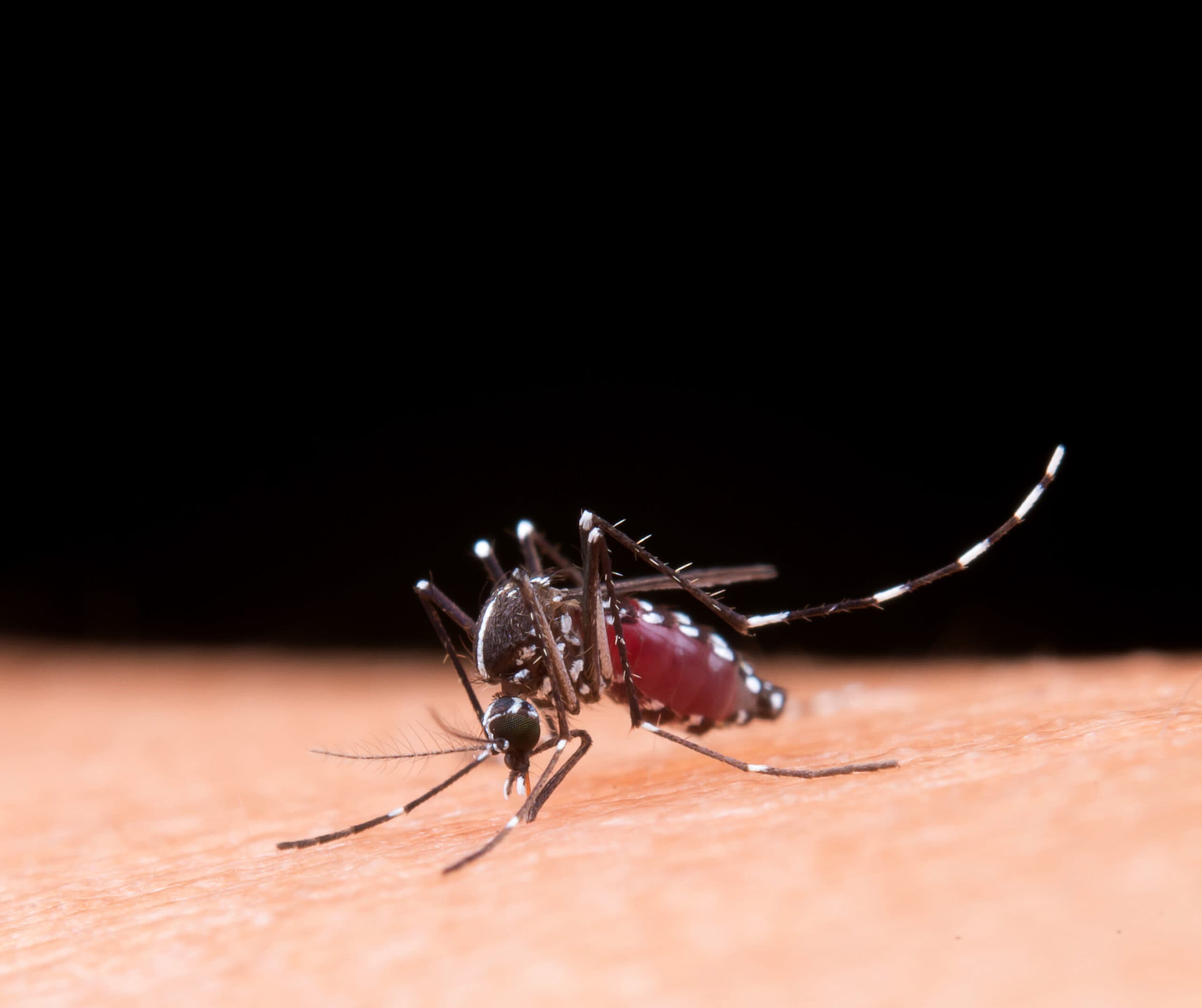 Focos do mosquito transmissor da dengue sobem para 358 e Secretaria de Saúde reforça alerta à população - Prefeitura de Tubarão
