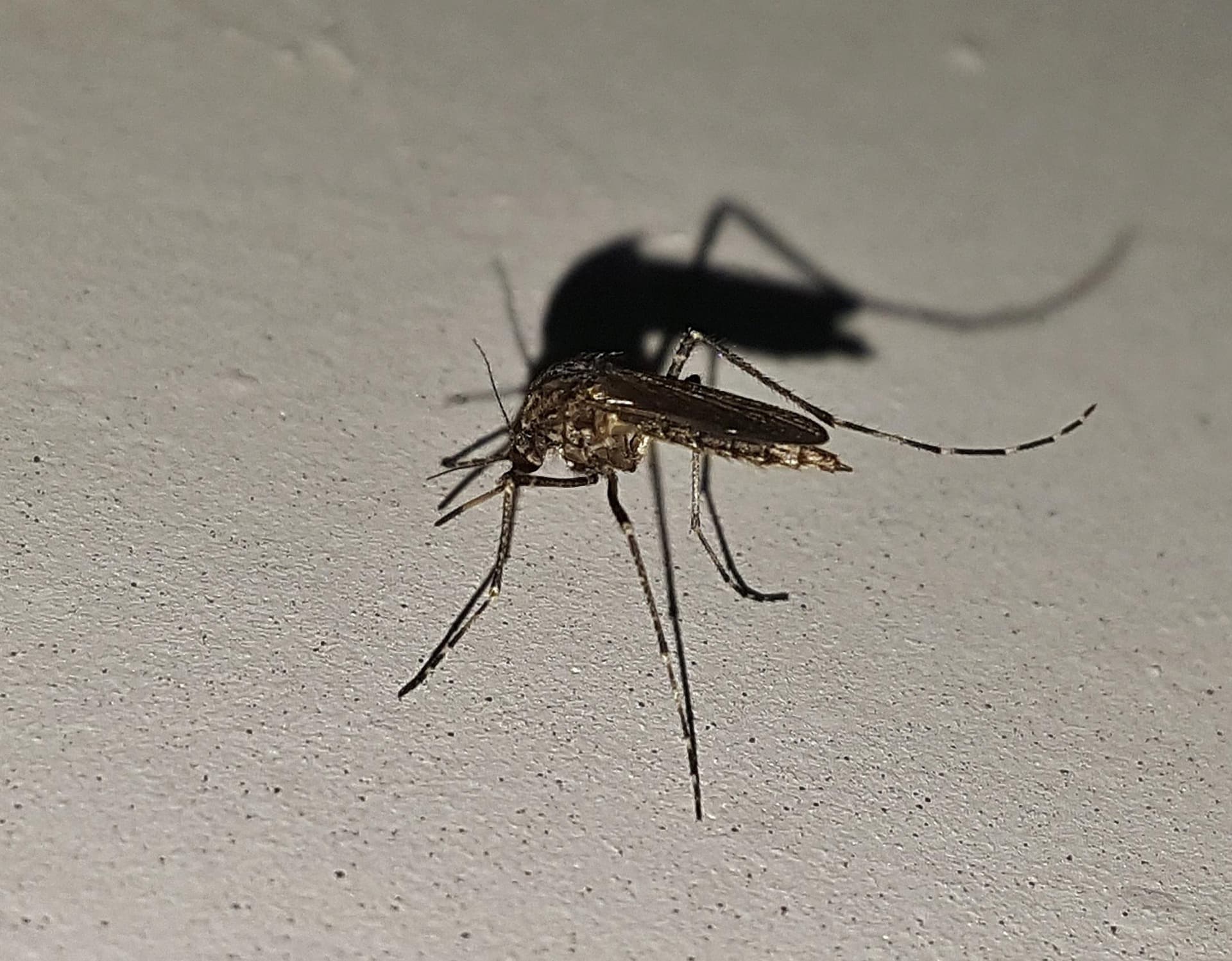 Focos da dengue chegam à marca dos 500 em Tubarão - Prefeitura de Tubarão