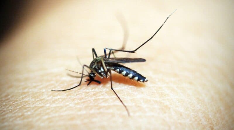 Tubarão registra 703 focos do Aedes aegypti em 2026 e reforça orientações de prevenção - Prefeitura de Tubarão