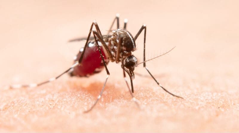 Tubarão reforça combate ao Aedes aegypti com ações intensificadas e alerta sobre focos do mosquito