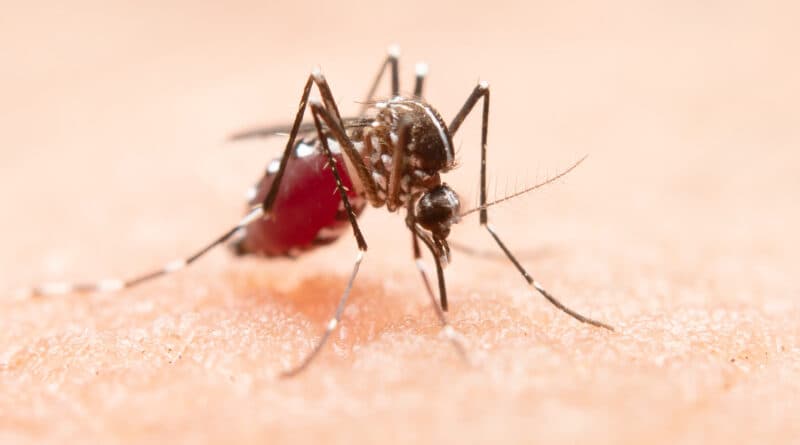 Boletim aponta 639 focos de Aedes aegypti e reforça combate à dengue em Tubarão - Prefeitura de Tubarão