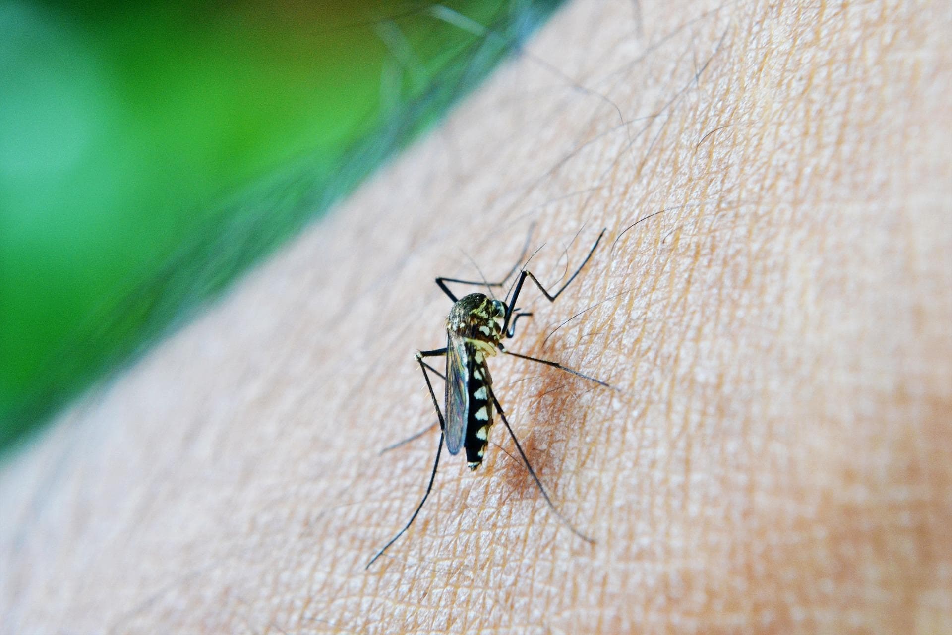 Tubarão registra 722 focos do mosquito da dengue e reforça ações de prevenção - Prefeitura de Tubarão